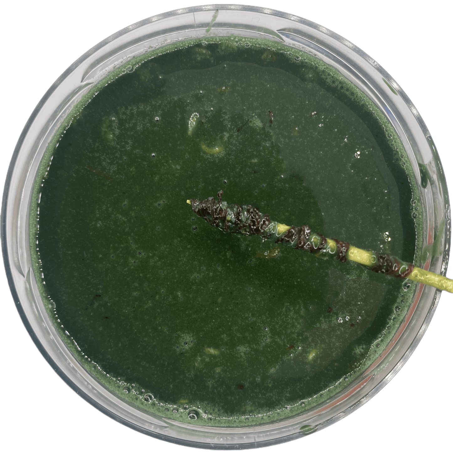 Pumpkin GLM Liquid - OR-Baits
