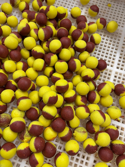 Leber TwoTone Hookbaits